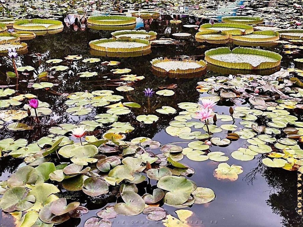 KUNMING - Parc Daguan - 093.jpg